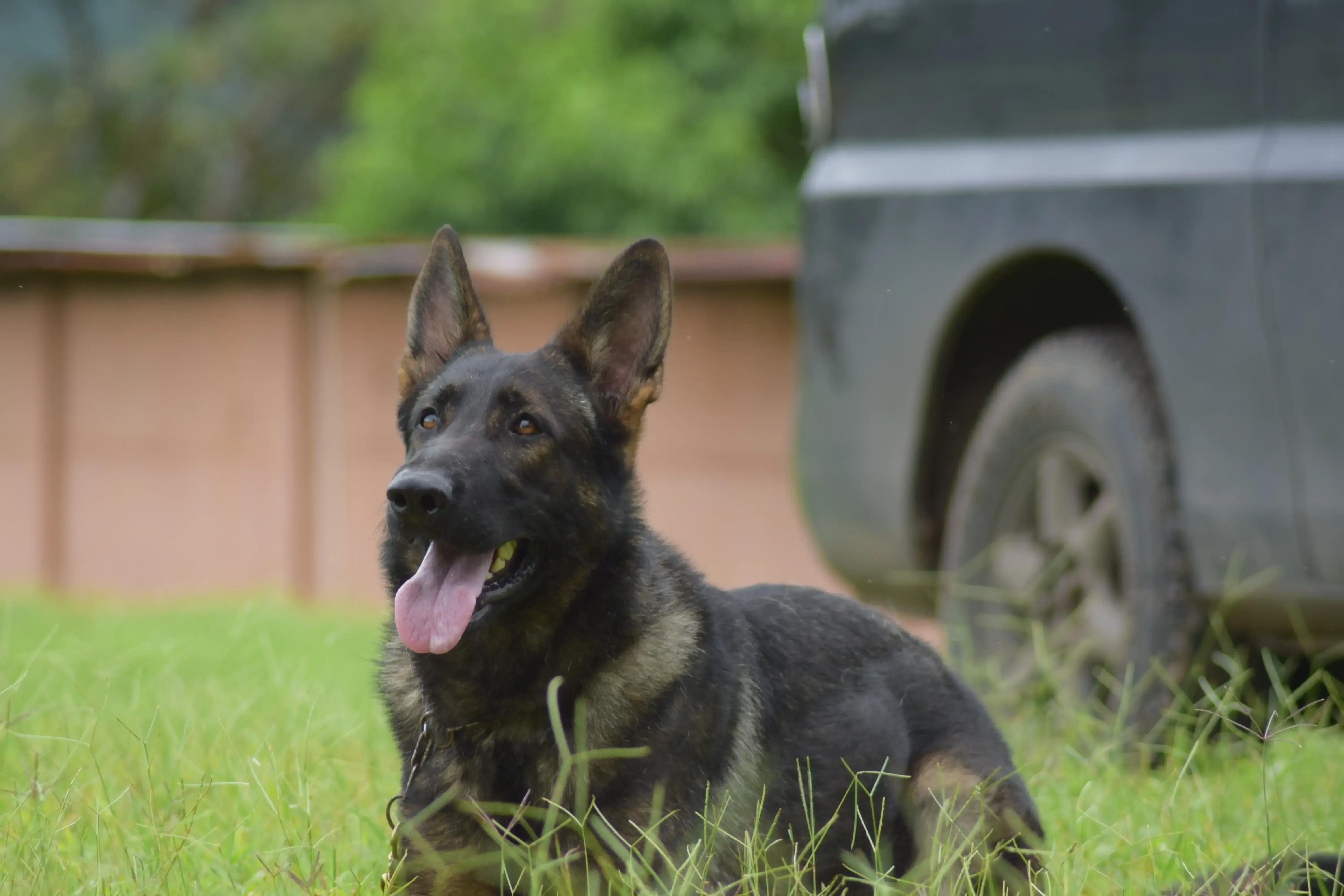 Linuz - Perro de trabajo entrenado por Guerreros K9 Costa Rica