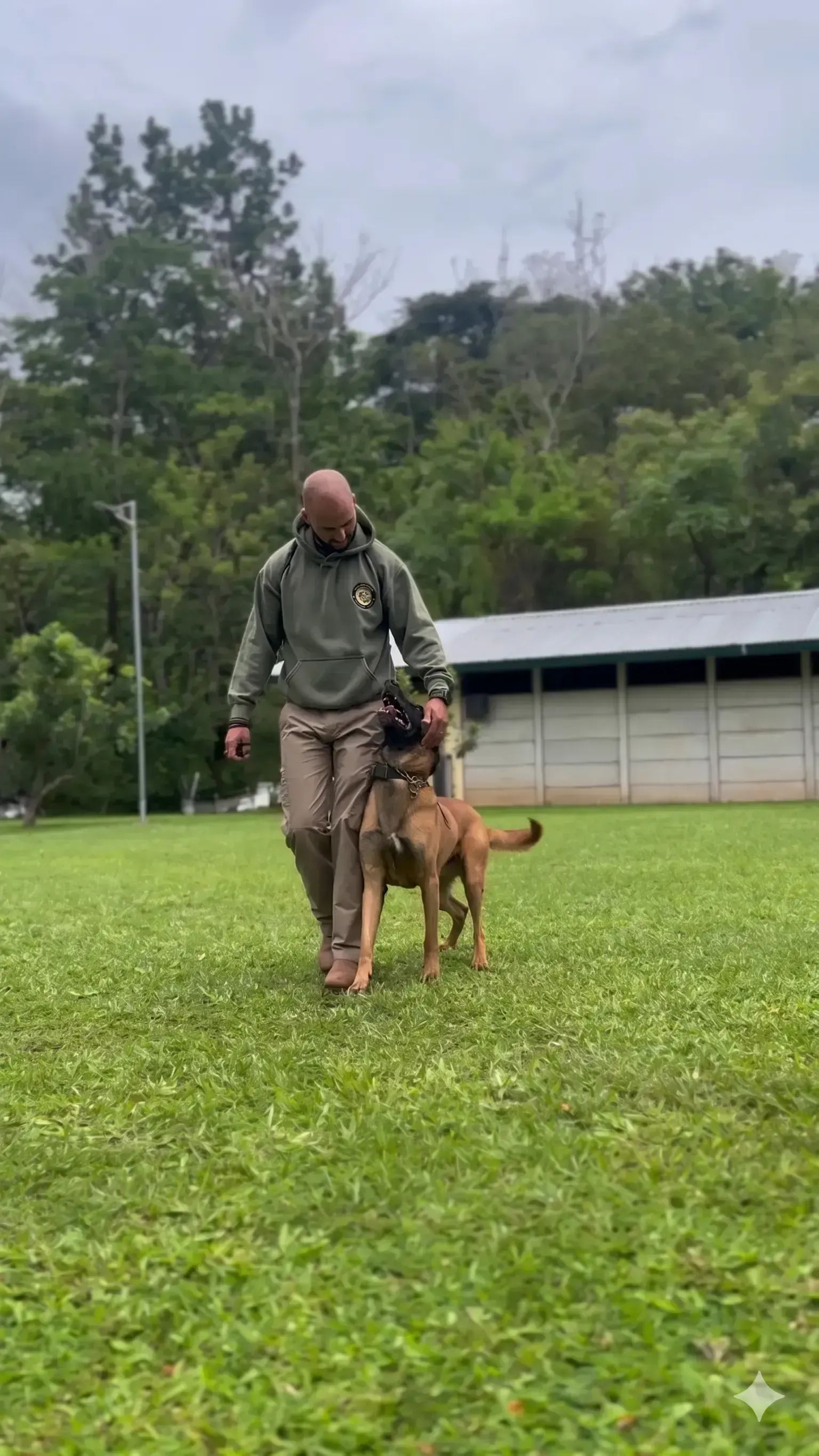 Max - Perro entrenado en obediencia funcional por Guerreros K9 Costa Rica