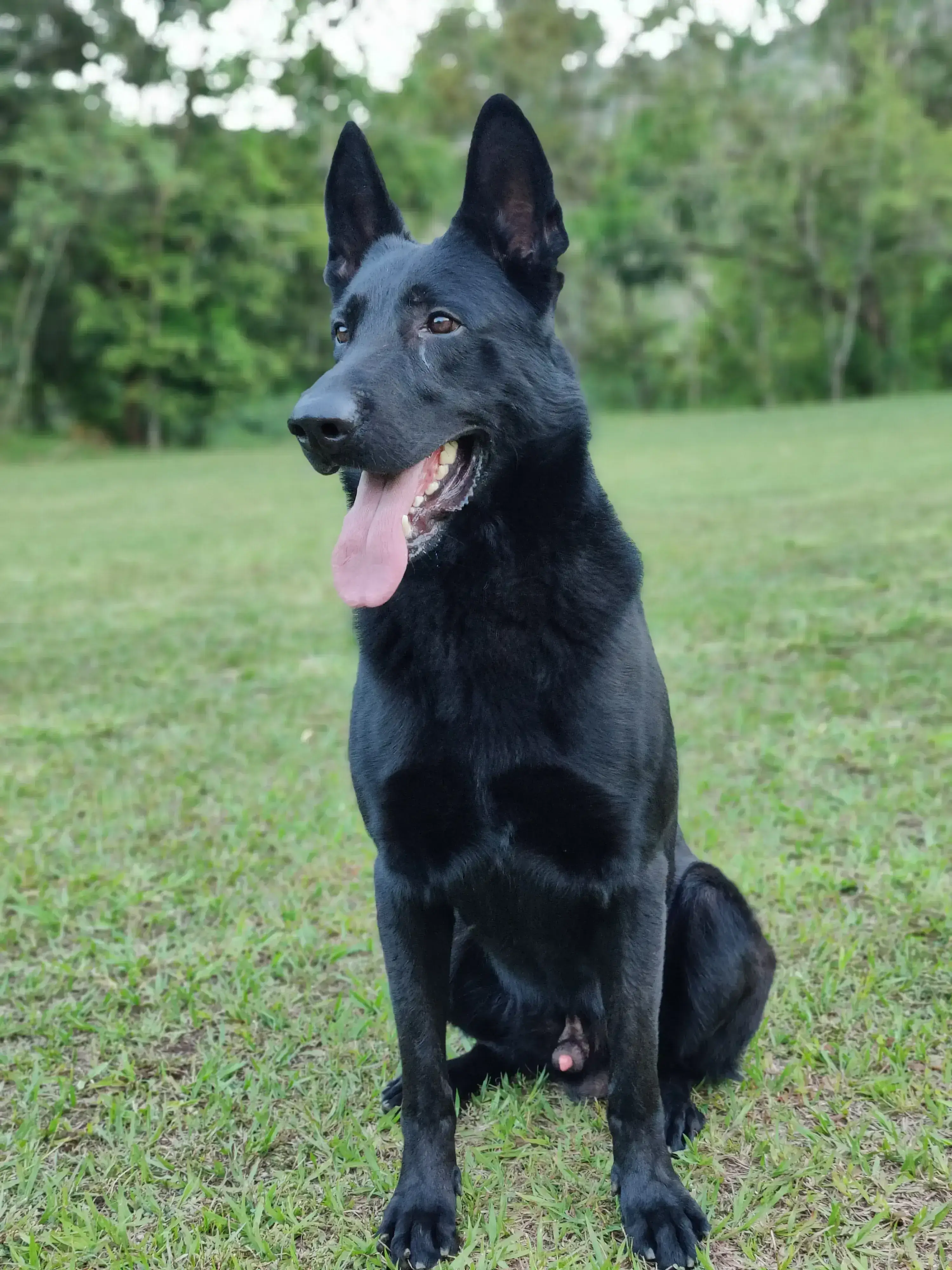 Sirius - Perro de trabajo entrenado por Guerreros K9 Costa Rica