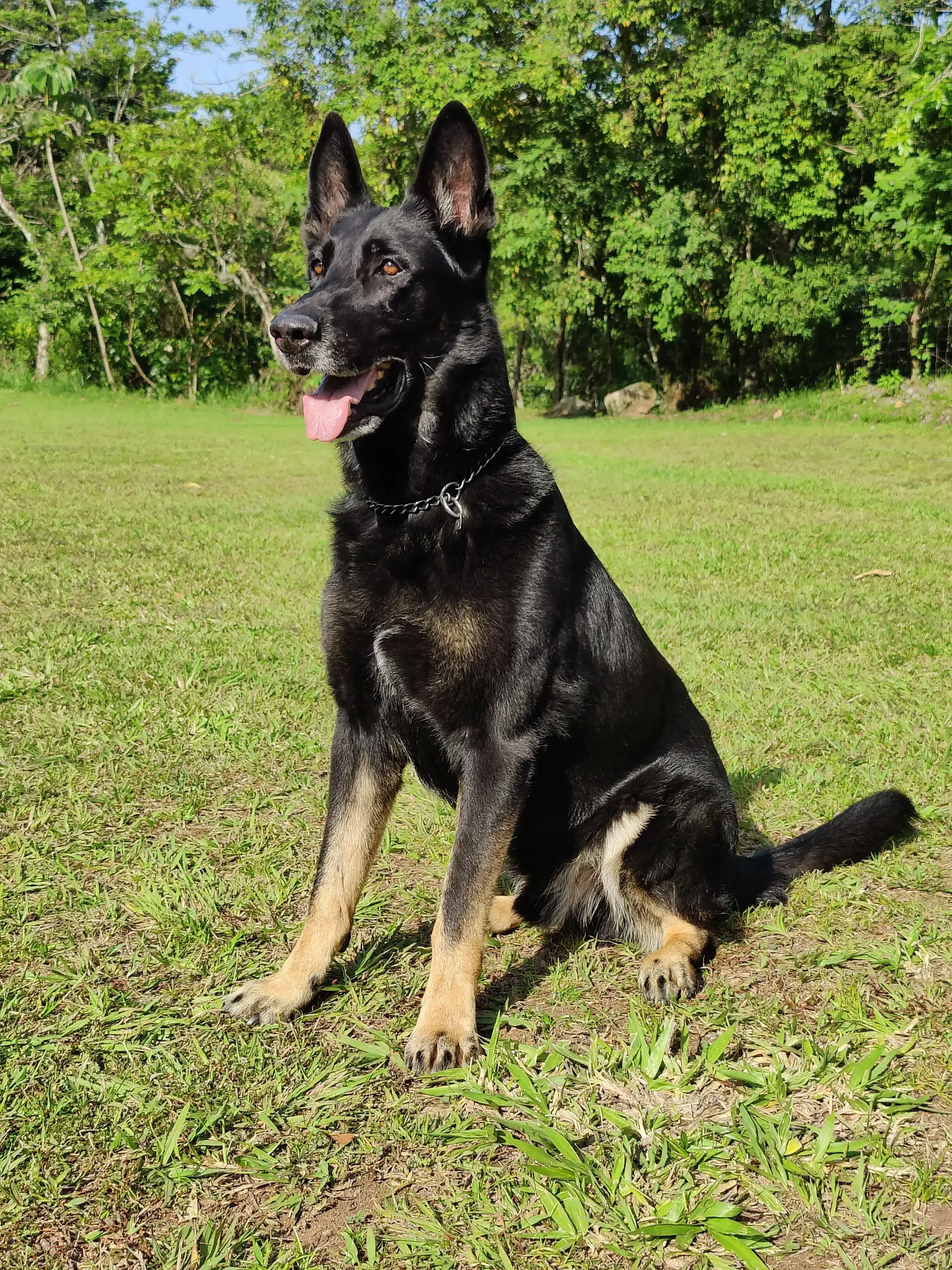 Zohan - Perro de trabajo entrenado por Guerreros K9 Costa Rica